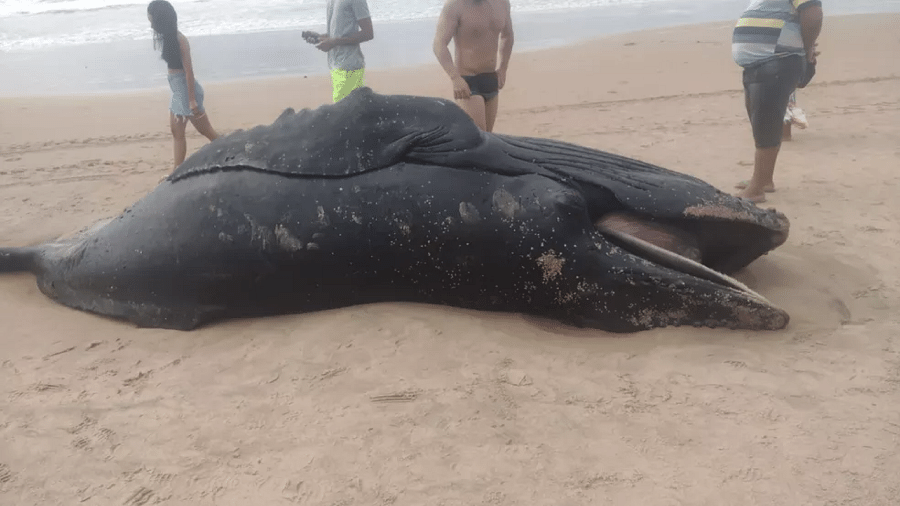 Filhote de baleia foi encontrado morto na Praia de Ipitanga, em Salvador (BA) - Reprodução/Redes Sociais