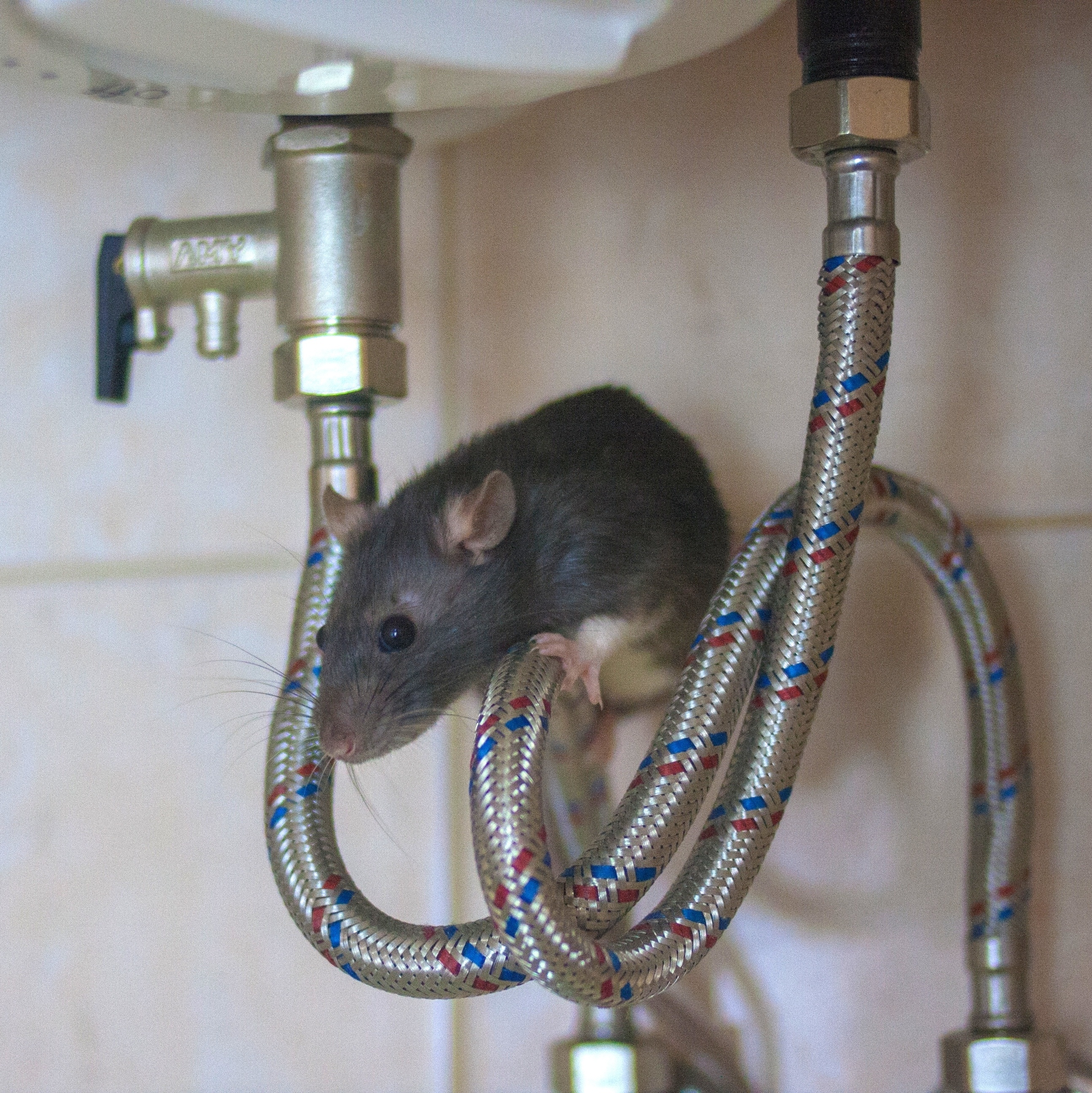 Homem encontra rato gigante no quintal de sua casa