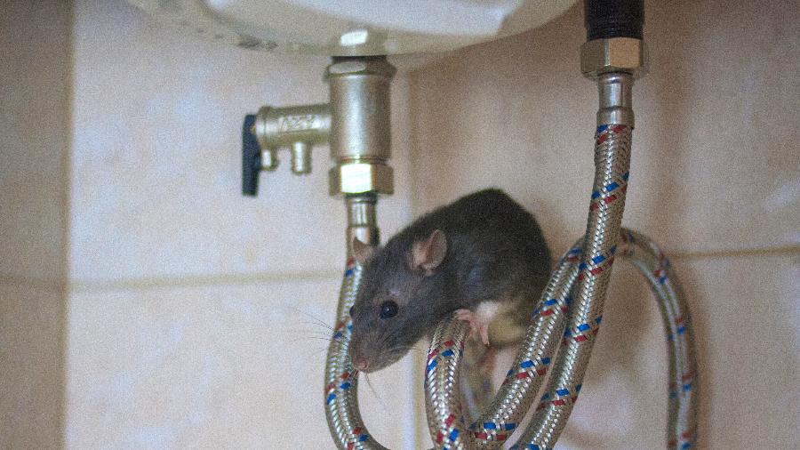 Nem todo rato é um problema, mas mordidas precisam de atendimento médico - Kseniia Glazkova/Getty Images/iStockphoto