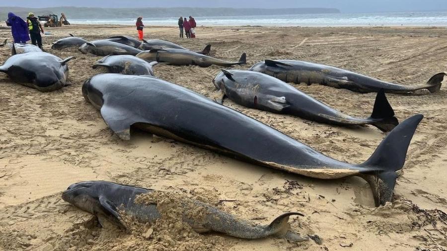 Baleias-piloto morreram encalhadas em ilha na Escócia