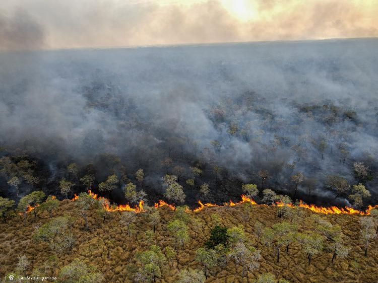 Fogo devasta área na localidade de Nhecolândia, em Corumbá (MS), em 1º de agosto