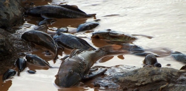 Peixes mortos no trecho do rio Doce que passa pela cidade de Governador Valadares (MG) - Associação dos Pescadores e Amigos do rio Doce