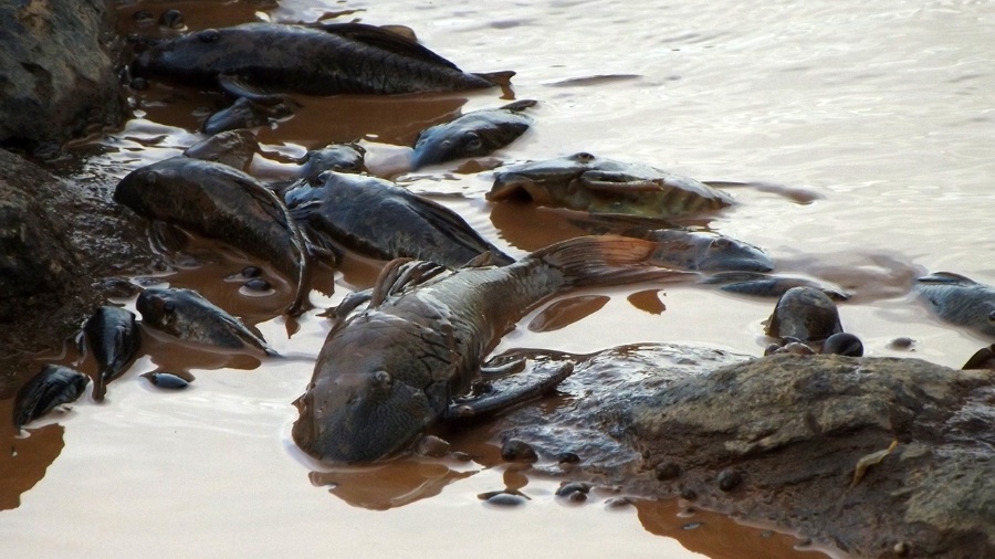 12.nov.2015 - Grandes cardumes mortos boiando no rio Doce em Governador Valadares (MG); os animais morreram com a chegada da lama da barragem do Fundão - Associação dos Pescadores e Amigos do rio Doce