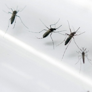 Mosquitos Aedes aegypti - Patrice Coppee/AFP