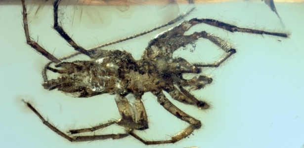 O animal tem presas parecidas com a da aranha e um órgão produtor de fios de seda na parte traseira - Bo Wang via BBC