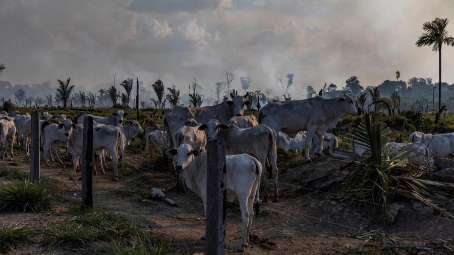 Pecuária em área próxima a espaço recentemente desmatado e queimado, em Candeias do Jamari (RO) - Victor Moriyama/Amazônia em Chamas