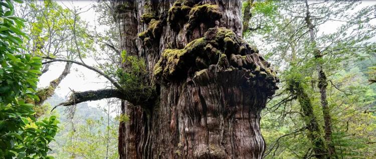 Cientistas estimam que a "Gran Abuelo" pode ser a árvore mais antiga do mundo. Construção de estrada pode afetar sua sobrevivência Cientistas estimam que a "Gran Abuelo" pode ser a árvore mais antiga do mundo. Construção de estrada pode afetar sua sobrevivência