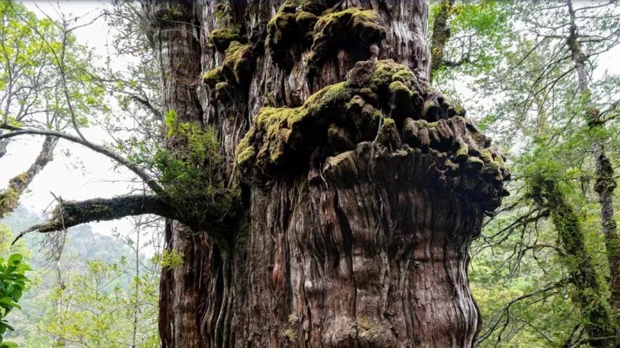 Cientistas estimam que a "Gran Abuelo" pode ser a árvore mais antiga do mundo. Construção de estrada pode afetar sua sobrevivência Cientistas estimam que a "Gran Abuelo" pode ser a árvore mais antiga do mundo. Construção de estrada pode afetar sua sobrevivência