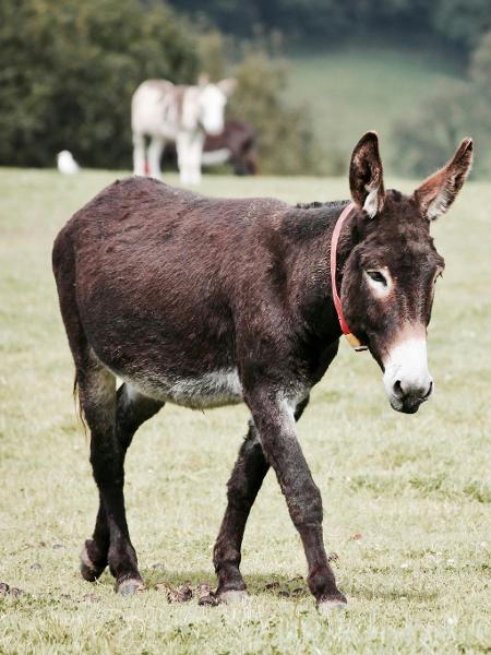 Produtor argentino incentiva o consumo da carne de burro