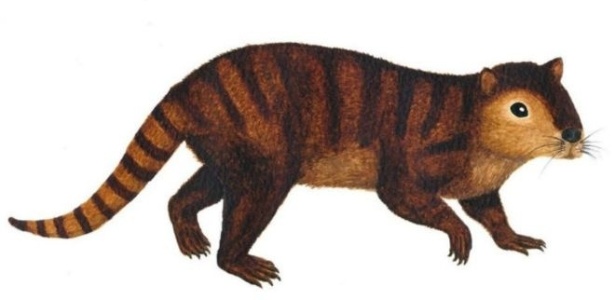 Fóssil do animal, que se assemelha a um castor, foi encontrado nos Estados Unidos - Sarah Shelley