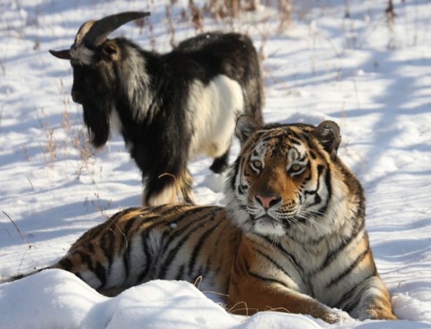 Jogo Tigres e Cabras - para Dois Jogadores