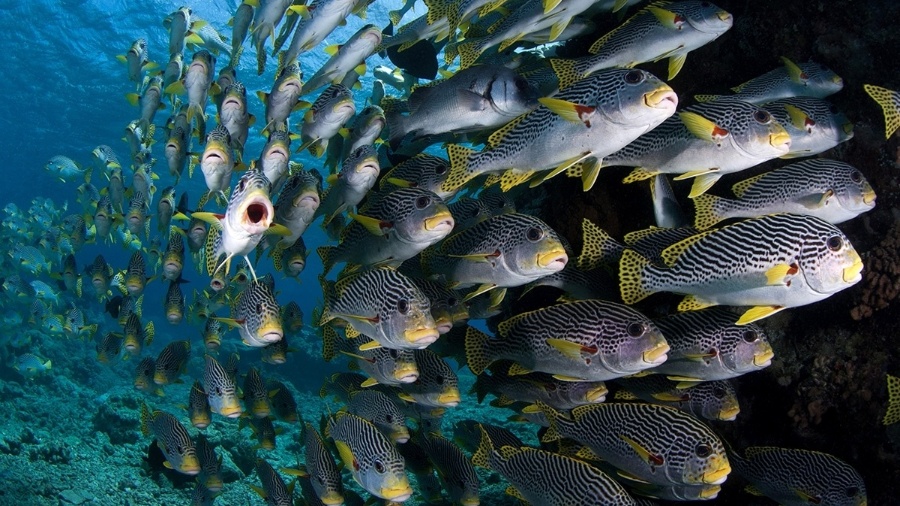 Sonhar com peixes pode ter significados diversos dependendo da situação - Julia Sumerling/National Geographic Creative