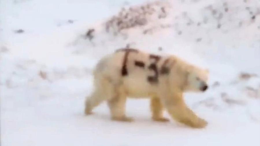 Vídeo em circulação nas redes sociais mostra urso polar com pelo pichado; teme-se que isso dificulte a habilidade do urso de se camuflar e, consequentemente, de caçar alimentos - Sergey Kavry/Facebook