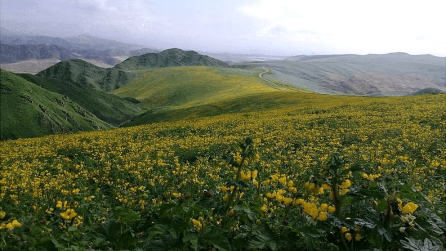Colinas de Cicasos no distrito de San Bartolo, no Peru, coberta de vegetação e flores - CORTESÍA MARÍA MIYASIRO