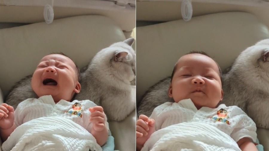 Bebê chora desesperadamente, mas se acalma ao ser deitado sobre as costas de um gato - Reprodução/Reddit
