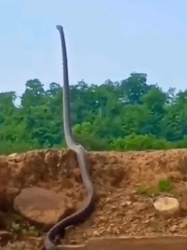 Vídeo: cobra venenosa mais comprida do mundo é filmada se