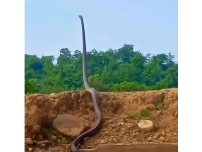 Vídeo que mostra cobra azul extremamente venenosa viraliza no