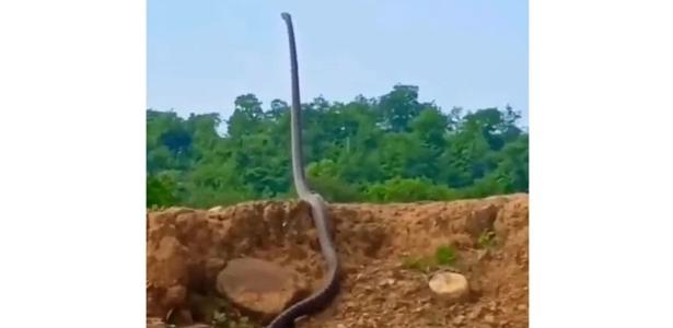 Agente florestal viraliza ao filmar cobra-real; veja vídeo