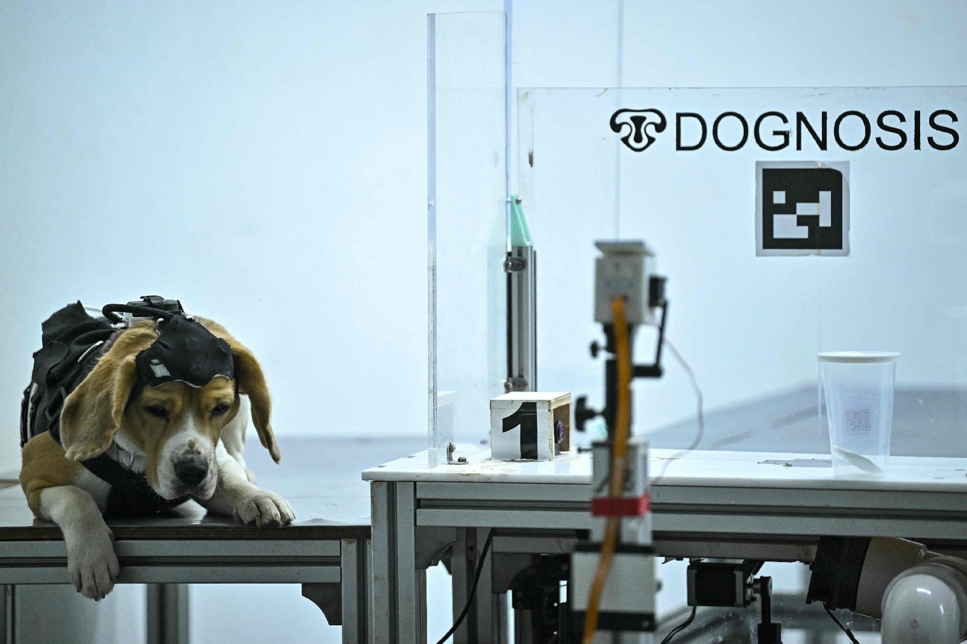 Cachorro da raça Beagle em instalações da startup Dognosis, em Bengaluru (Índia); pesquisas sugerem que cachorros podem ser treinados para detectar doenças em humanos - undefined