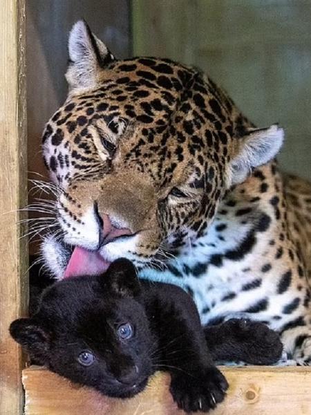 Filhote de onça-pintada nasce com pelagem escura - Big Cat Sanctuary