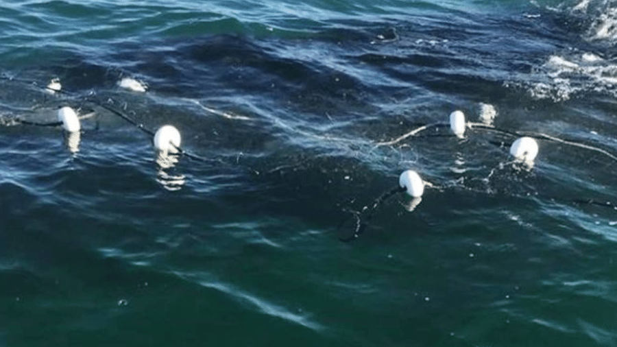 Baleia se enrolou em redes de pesca de embarcação na segunda-feira (14) no Norte de Florianópolis; em cinco dias, foram quatro casos  - R3 Animal/Divulgação