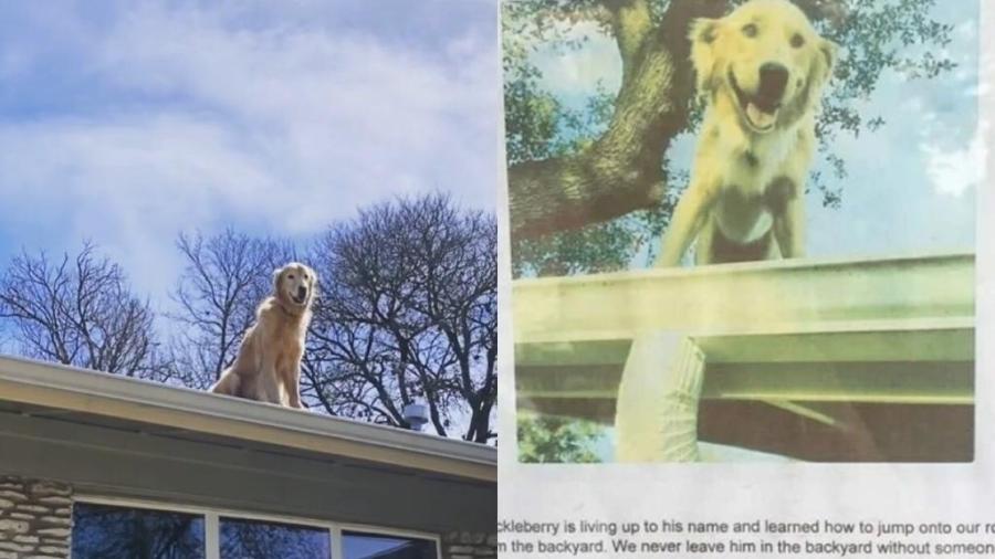 Vizinhos começaram a bater em porta de família para avisar que cachorro tinha subido no telhado - hucktheroofdog/Instagram/Reprodução