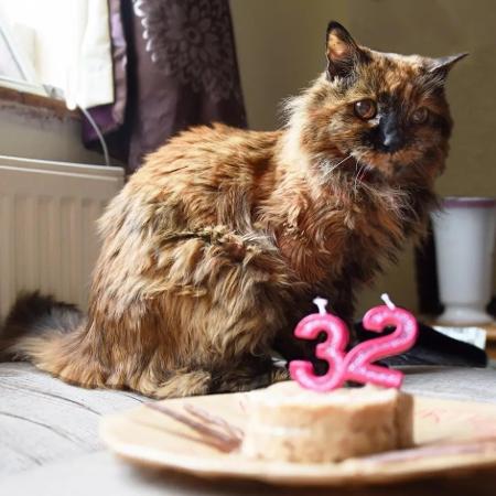 Em 2023, Rosie ganhou um bolinho de salmão no seu aniversário