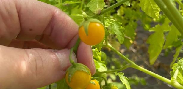 Tomates 'evoluem ao contrário' nas Ilhas Galápagos e surpreendem cientistas