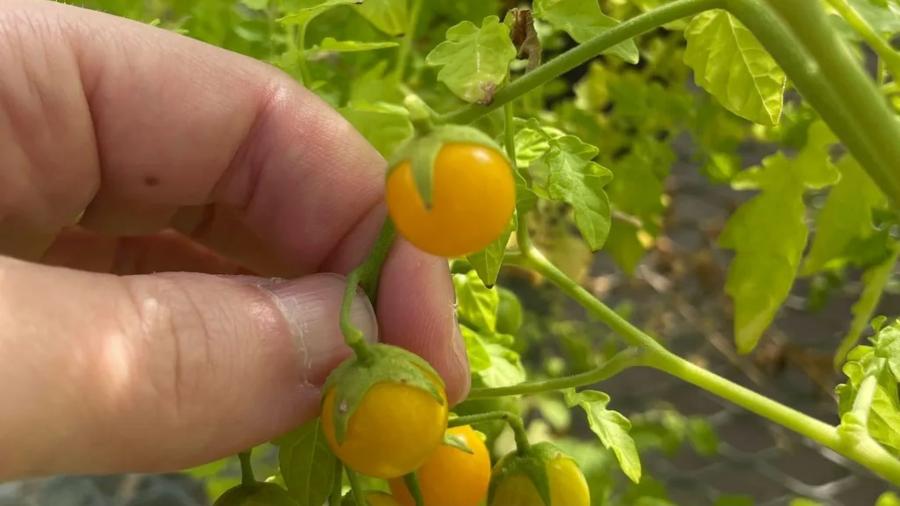 Cientistas investigam a produção de alcaloides ancestrais por tomates nas Ilhas Galápagos Cientistas investigam a produção de alcaloides ancestrais por tomates nas Ilhas Galápagos