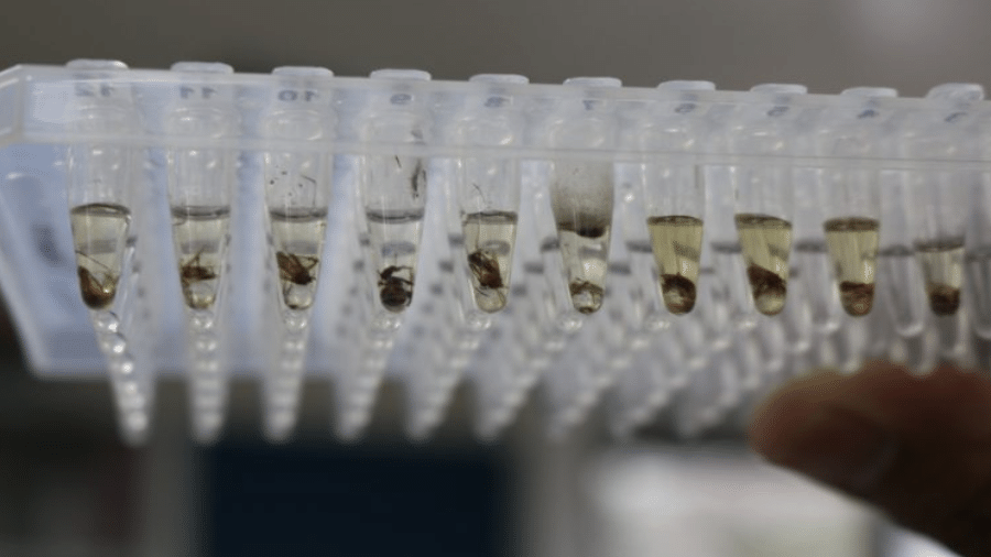 Estudo em Belo Horizonte vai avaliar impacto da bactéria Wolbachia, introduzida em mosquistos Aedes aegypti, no combate à dengue - WMP (World Mosquito Program)/Divulgação