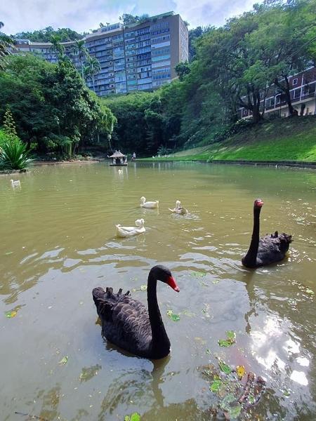 Mortes de cisnes no parque virou caso de polícia