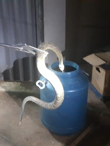 A cobra foi resgatada pelo Corpo de Bombeiros de Minas Gerais