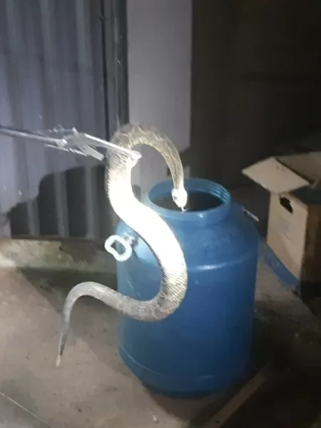 Corpo de Bombeiros resgata serpente cascavel em Choró