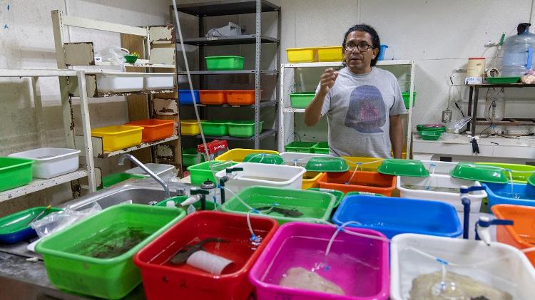 O biólogo e pesquisador Rodolfo Perez Rodriguez trabalha em seu laboratório com exemplares de achoque coletados no Lago Pátzcuaro O biólogo e pesquisador Rodolfo Perez Rodriguez trabalha em seu laboratório com exemplares de achoque coletados no Lago Pátzcuaro