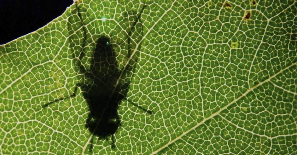 21.ago.2015 - Sombra de mosca é projetada sobre uma folha durante a madrugada em Sehnde, na Alemanha
