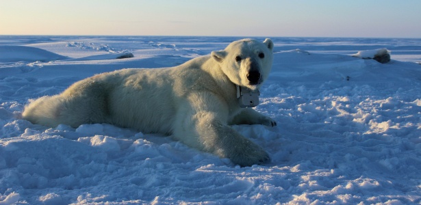 Urso polar fêmea usando uma câmera como parte de um estudo sobre hábitos alimentares dos ursos polares - Anthony Pagano/U.S. Geological Survey via The New York Times