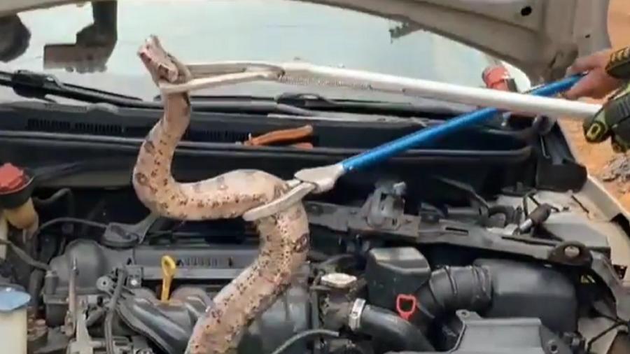 Cobra é resgatada de dentro de motor de carro no Goiás  - Reprodução/CBGO
