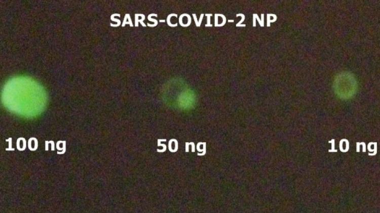 Imunoensaio mostrando a bioluminescência produzida para diferentes quantidades de SARS-CoV-2 - Vadim Viviani/UFSCar - Vadim Viviani/UFSCar