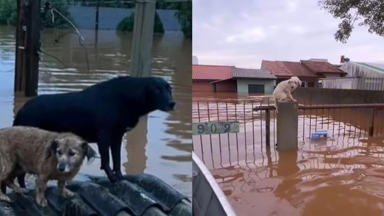 Cães são resgatados durante enchentes no Rio Grande do Sul