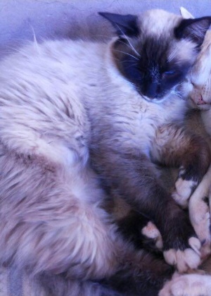 A gata siamesa Brisa, que sumiu após ser internada em clínica veterinária em Sobradinho (DF) - Arquivo pessoal