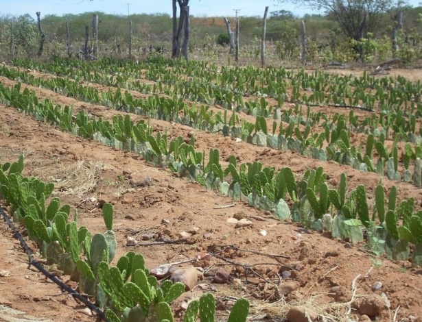 Campo de Palma em Santa do Seridó (RN), que implanta projeto de reúso de água - Divulgação/Insa