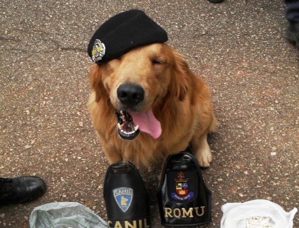 O cão Marley, que morreu antes de completar 10 anos, atuou na Guarda Civil de Tatuí, fazendo milhares de apreensões - Divulgação / GCM