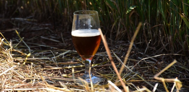A cevada é transformada em malte, ingrediente fundamental da cerveja - Alex Borgmann/UOL
