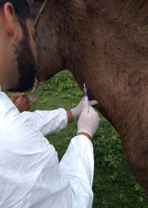 Seis cavalos morreram entre abril e maio de 2018 no norte do ES; teste deu positivo para febre do Nilo Ocidental - Divulgação/Sesa - Divulgação/Sesa