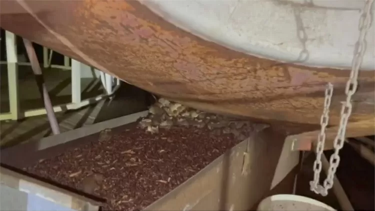 Os ratos gostam de fazer tocas resistentes dentro de celeiros e outras estruturas agrícolas - Reuters - Reuters