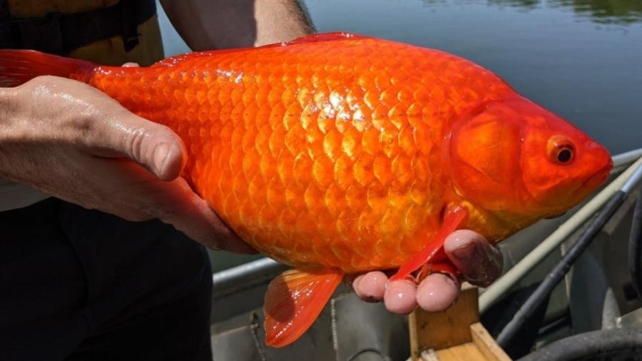Vários peixes-dourados enormes foram encontrados recentemente em um lago em Burnsville, Minnesota - Prefeitura de Burnsville