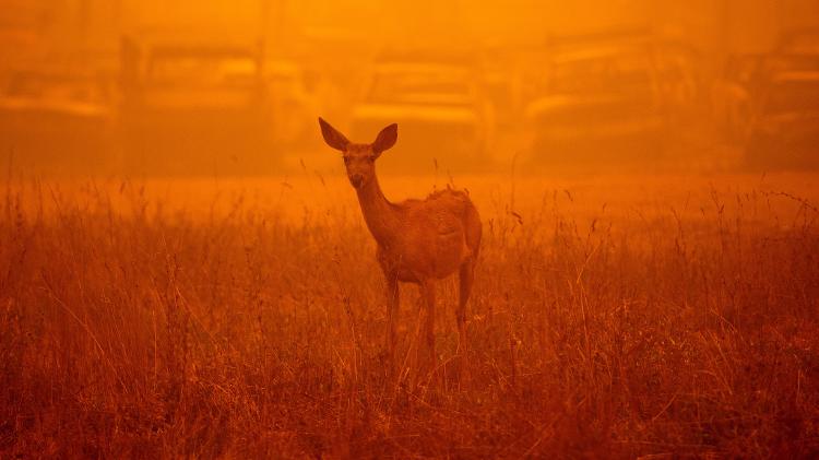 6 de agosto de 2021: incêndio florestal Dixie, na Califórnia