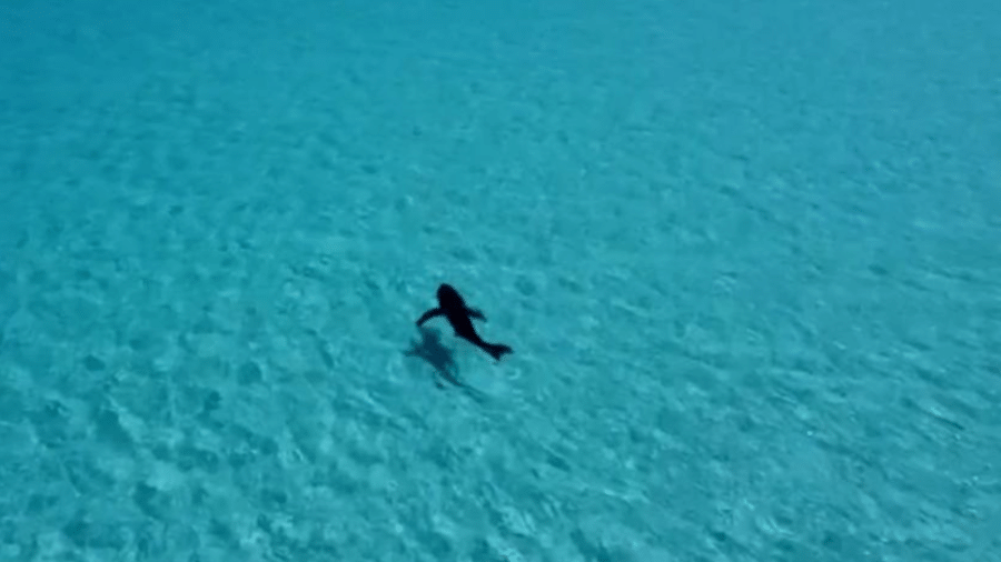 Drone captou imagens de tubarão momentos após ataque em praia australiana. - Reprodução de vídeo/9NEWS