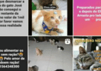 Dupla é presa após criar perfil falso de ajuda animal e desviar doações - Reprodução/Instagram