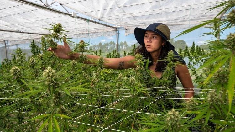 Chidchanok Chidchob takes care of cannabis plants in Buriram - BBC - BBC